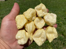 Load image into Gallery viewer, KrémNine (T-E)(Pepper Seeds)