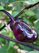 Load image into Gallery viewer, PurpleGum Black Cream (Pepper Seeds)