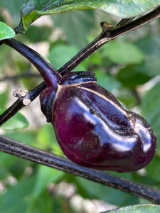 PurpleGum Black Cream (Pepper Seeds)