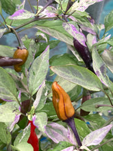 Load image into Gallery viewer, Pickles Blood (Grifter) (Pepper Seeds)