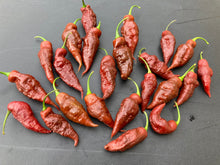 Load image into Gallery viewer, Caramello (Pepper Seeds)