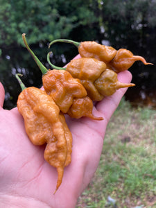 Red GhostScorpion T-E (Limited)(Pepper Seeds)