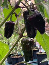 Load image into Gallery viewer, Bryan’s Klingon Blood (Pepper Seeds)