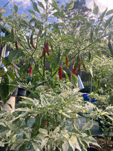 Load image into Gallery viewer, Tiger Thunder (Pepper Seeds)