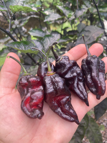 PJ Black Fire (Pepper Seeds)