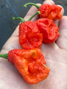 Primo "X" x B.O.C. (Pepper Seeds)