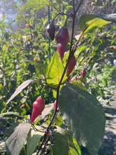 Load image into Gallery viewer, Chuparita Mix) (T-E) (Pepper Seeds)