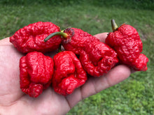 Load image into Gallery viewer, MedullaGum (Pepper Seeds)
