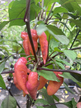 Load image into Gallery viewer, Pink Wendigo (T-E) (Pepper Seeds)