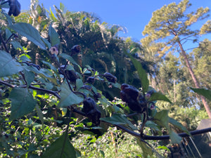 PurpleGum Black Cream (Pepper Seeds)