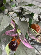 Load image into Gallery viewer, Bryan’s Emperor Blood (Pepper Seeds)