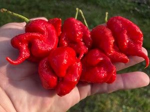 Primotalii Red (Pepper Seeds)