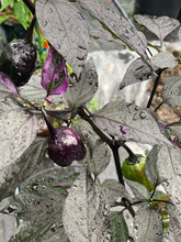 Load image into Gallery viewer, Bryan’s Emperor Blood (Pepper Seeds)