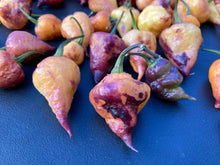 Load image into Gallery viewer, Jays x Pink x Reaper “Da Hulk” and Peachy “Lemon” combo (Pepper Seeds)