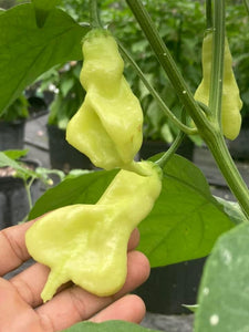 Soul Squeeze (Pepper Seeds)