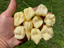 Load image into Gallery viewer, KrémNine (T-E)(Pepper Seeds)