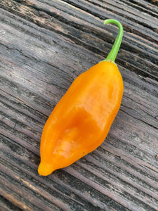 Conquistador (Inca Berry XL) (Pepper Seeds)