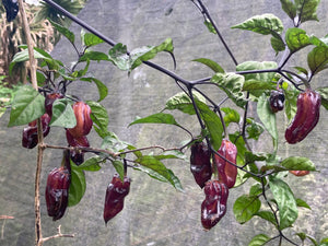 Dark BBG Horizon (Pepper Seeds)