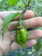 Load image into Gallery viewer, MonsterGum Leopard (Green)(Pepper Seeds)