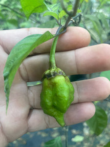 MonsterGum Leopard (Green)(Pepper Seeds)