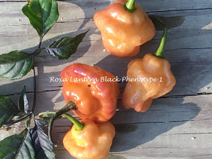 Roxa Lantern (Pepper Seeds)