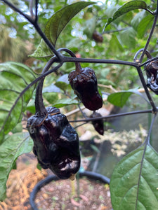 Dark BBG Horizon (Pepper Seeds)
