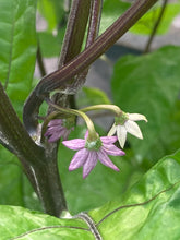 Load image into Gallery viewer, Bhut Jolokia Purple/Peach (Pepper Seeds)