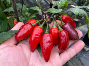 Red Wendigo (T-E) (Pepper Seeds)