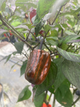 Load image into Gallery viewer, Bryan’s Vulcan Blood (Pepper Seeds)