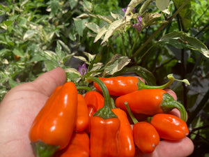 Thunder Nugs (Pepper Seeds)