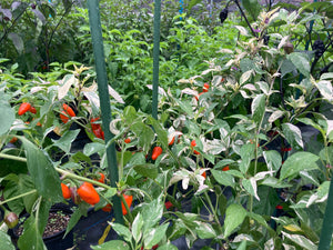 Thunder Nugs (Pepper Seeds)