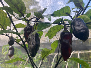 Red Horizon XD (Pepper Seeds) (Limited)
