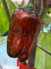 Load image into Gallery viewer, Bryan’s Blood (Darkside Mix) (Pepper Seeds)