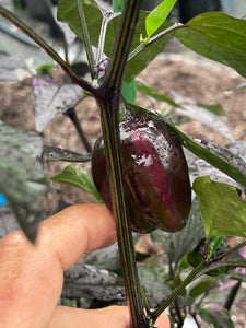 Bryan’s Emperor Blood (Pepper Seeds)