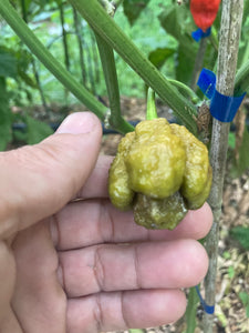 OMG GhostScorpion T-E (Limited)(Pepper Seeds)