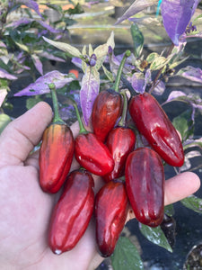 Bryan’s Klingon Blood (Pepper Seeds)