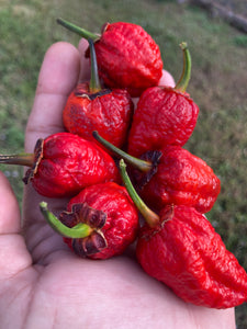 MedullaGum (Pepper Seeds)