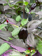 Load image into Gallery viewer, Bryan’s Vulcan Blood (Pepper Seeds)