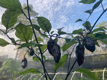Load image into Gallery viewer, Red Horizon XD (Pepper Seeds) (Limited)