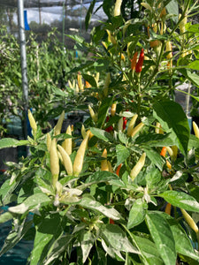 Hot Pallet (Pepper Seeds)