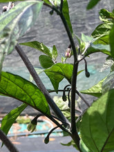 Load image into Gallery viewer, Monstergum Leopard (T-E Mix) (Pepper Seeds)