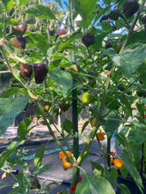 Load image into Gallery viewer, Anunnaki (Pepper Seeds)