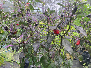 Bryan’s Vulcan Blood (Pepper Seeds)