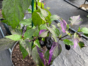 Bryan’s Vulcan Blood (Pepper Seeds)