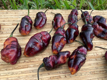 Load image into Gallery viewer, Pandora’s Box Pimenta Jolokia/PJ Mix (Pepper Seeds)