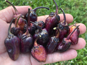 PurpleGum Black Cream (Pepper Seeds)