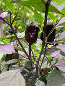 Bryan’s Vulcan Blood (Pepper Seeds)