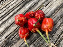 Load image into Gallery viewer, Purplegum Red (Pepper Seeds)