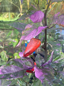 Naraka Variegated (VSRP Poblano (Pepper Seeds)