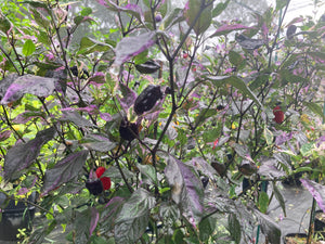 Bryan’s Vulcan Blood (Pepper Seeds)